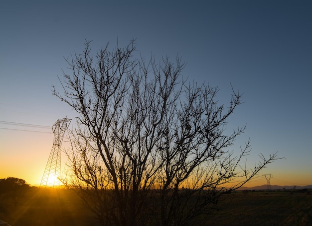 Dry tree silhouette in the countryside at sunset