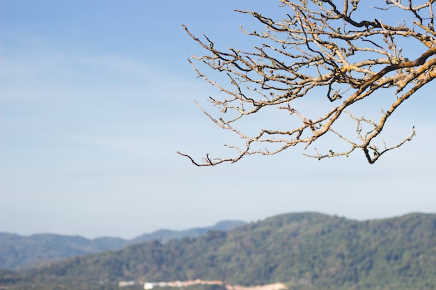 Dry tree in springtime on mountain background