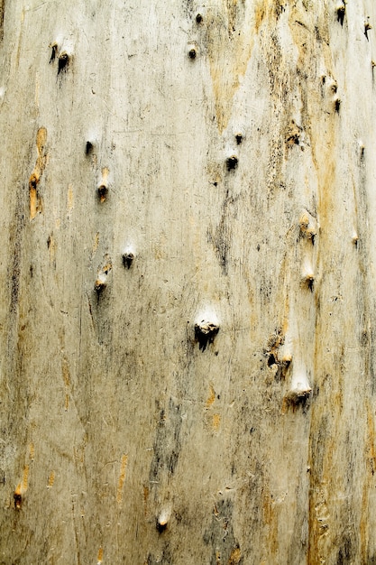 Dry Tree Surface Nature Wood Texture