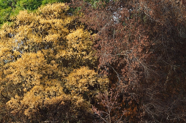 dry tree in tropical forest, Asia in Summer