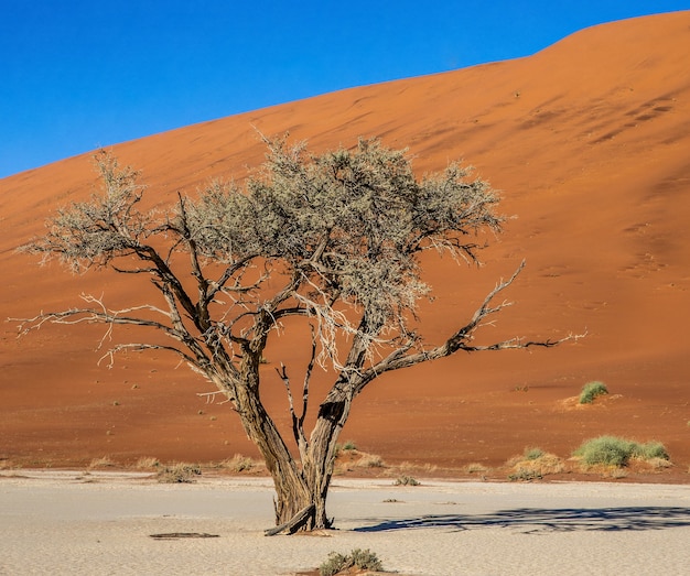 Dry trees and the red dunes with a beautiful texture of sand