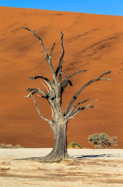 Dry trees and the red dunes with a beautiful texture of sand