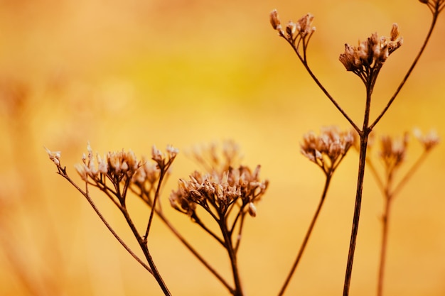 Dry trendy plants in sun Beautiful autumn background Dried flowers closeup Poster for interior