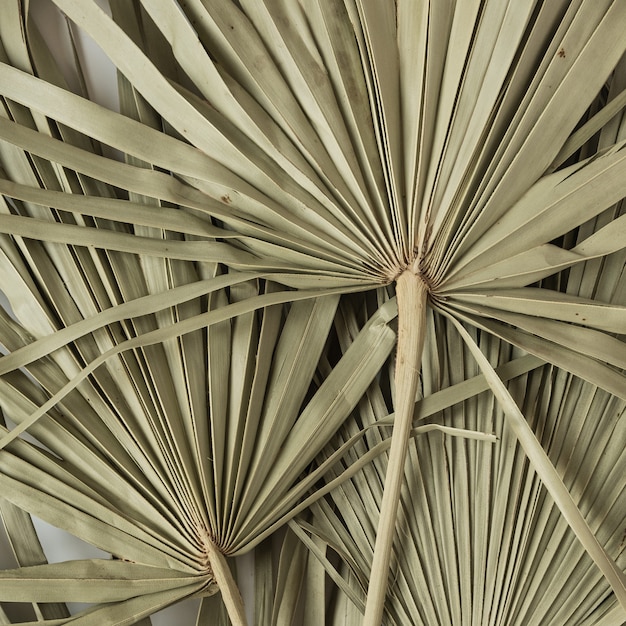 Dry tropical exotic palm leaves on white.