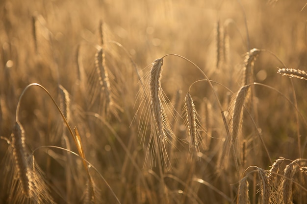 Dry wheat closeup photo before harvest