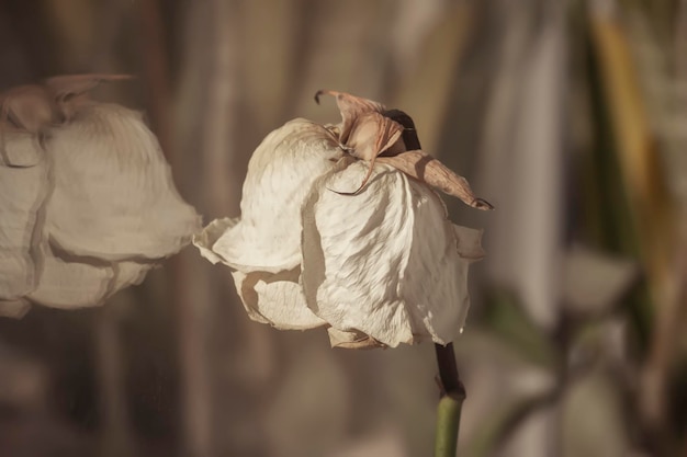 Dry white rose Faded flower close up