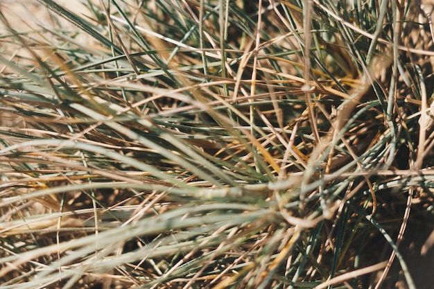 Dry wild needle grass plant herb wallpaper Savannah soil Yellow beige pale green matte sepia style Drought sun day time Abstract background real photo nature Banner more tone red light in stock