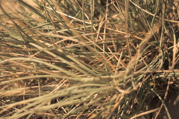 Dry wild needle grass plant herb wallpaper Savannah soil Yellow beige pale green matte sepia style Drought sun day time Abstract background real photo nature Banner more tone red light in stock