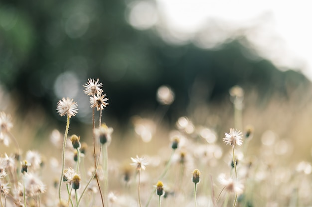 dry and wilt flower