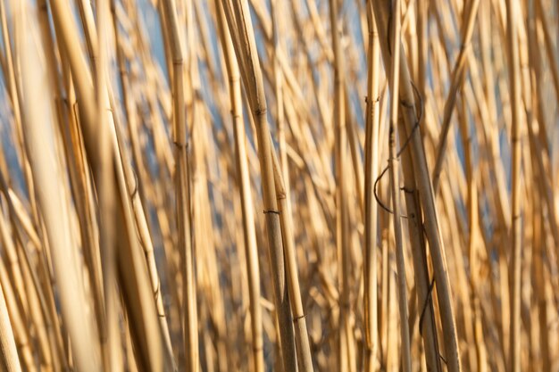 Dry yellow cane stalks closeup shot by the river