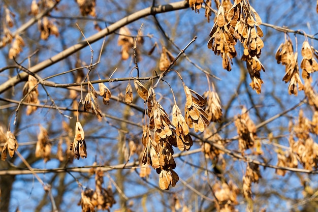 Dry yellow maple seeds on the branches in calm weather