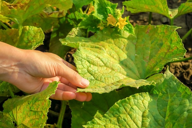 dry yellow spoiled leaves of cucumbers. cucumber disease, pest problem, cucumber cultivation concept