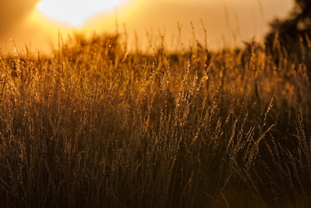 Photo dry yellow wild grass at sunset closeup background with selective focus