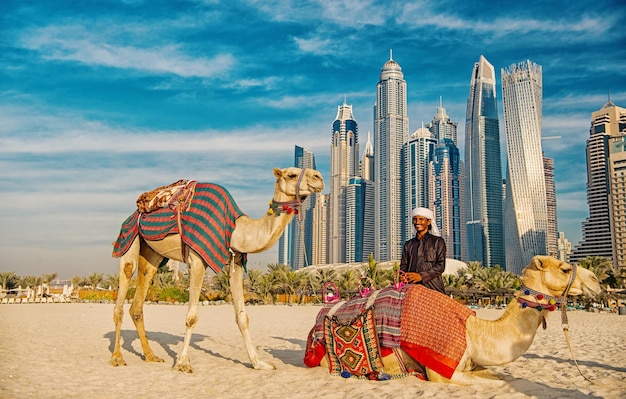 Photo dubai, uae - december 26, 2017: camels on skyscrapers background at the beach . uae dubai marina jbr beach style: camels and skyscrapers.