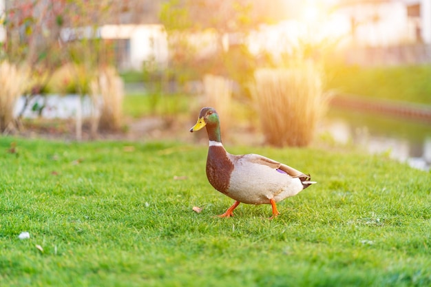 Duch on the green grass wild duck on a green meadow