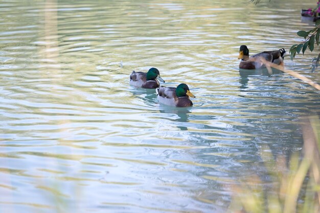 Duck are swimming in a river blue water and blurry copse