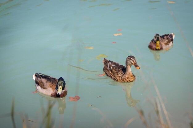 Duck are swimming in a river blue water and blurry copse