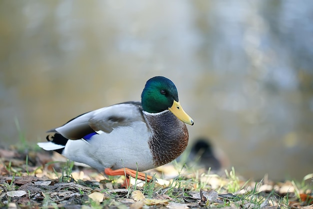 duck autumn park pond / bird by the pond in the park, mallard migratory bird