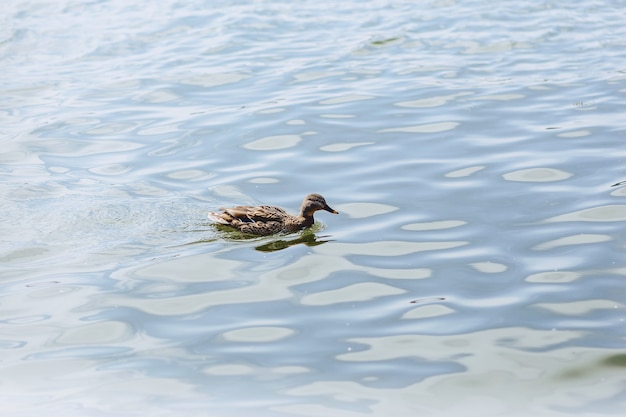 Duck on blue water at beautiful sunny day