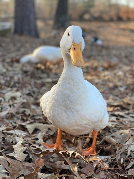 Duck content with having his picture taken