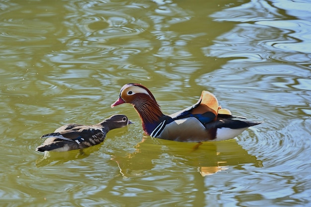 duck and ducklings