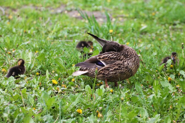 Photo duck family female and chicks bask in the sun on the river bank