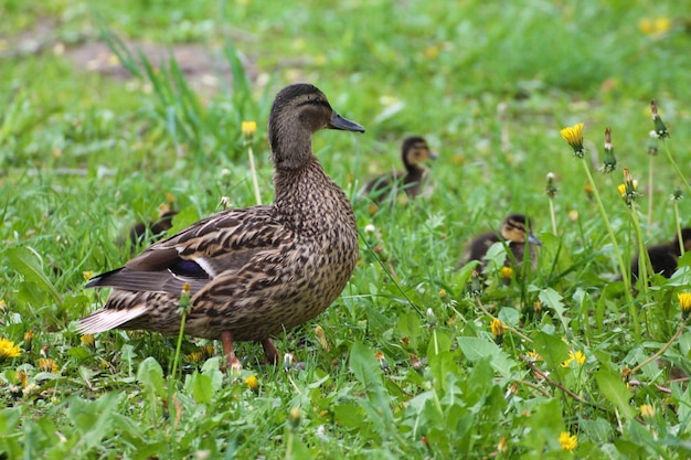 Duck family female and chicks breeze through the grass