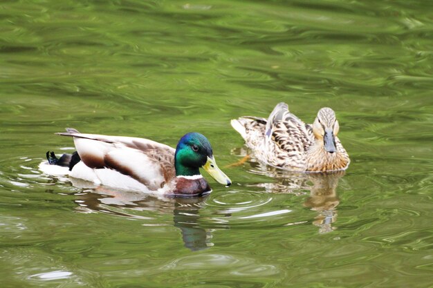 Photo duck family male and female swim on the surface of the lake