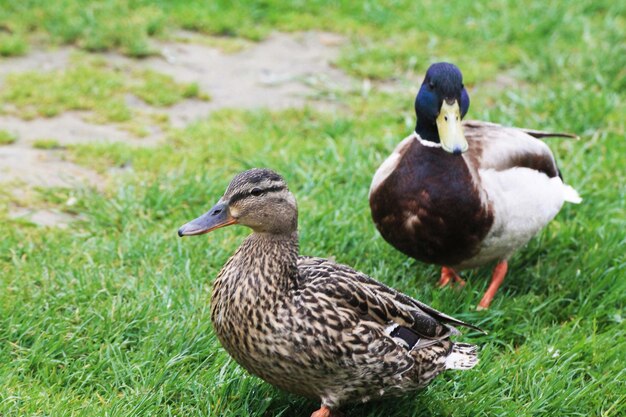 Photo duck family male and female walking in the meadow