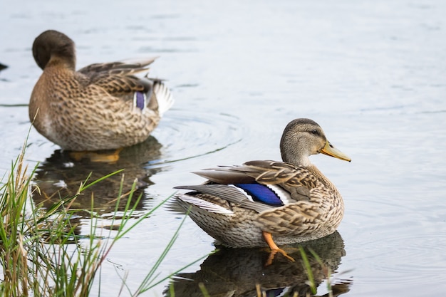 Duck floating in a pond