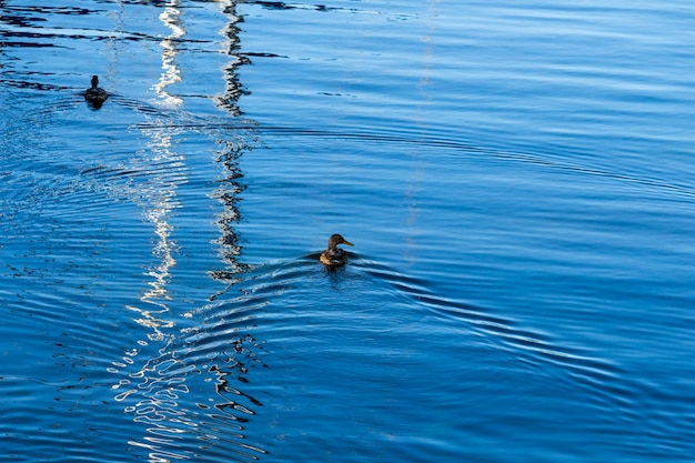 A duck floats on the blue water duck swimming on the pond