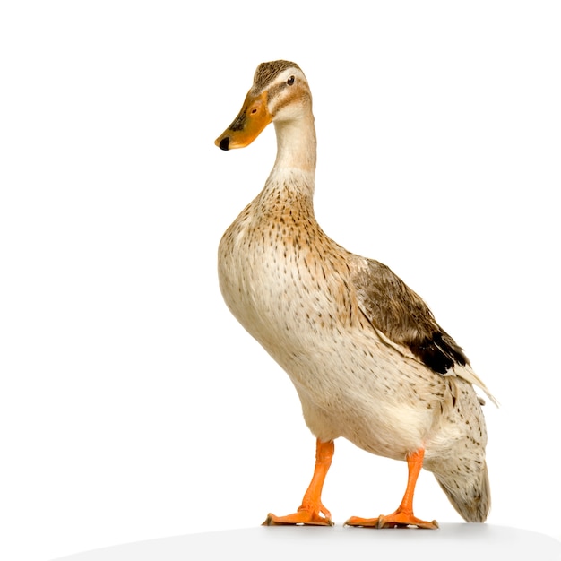 duck In front of a white background