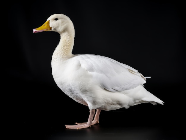 Duck in front of a white background