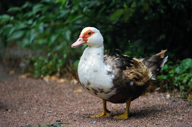 Duck grazing in a meadow Mallard Duck Walking in a Green Field