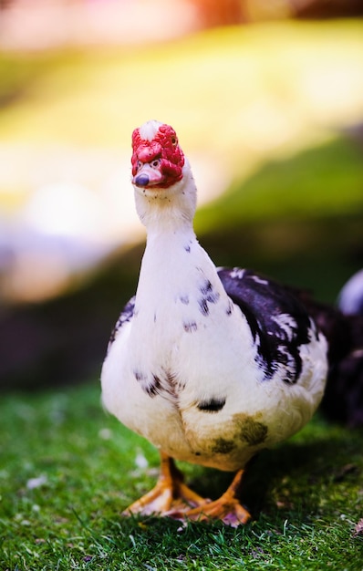 Duck on green grass