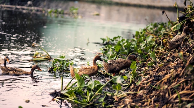 A duck and her ducklings are swimming in a pond.