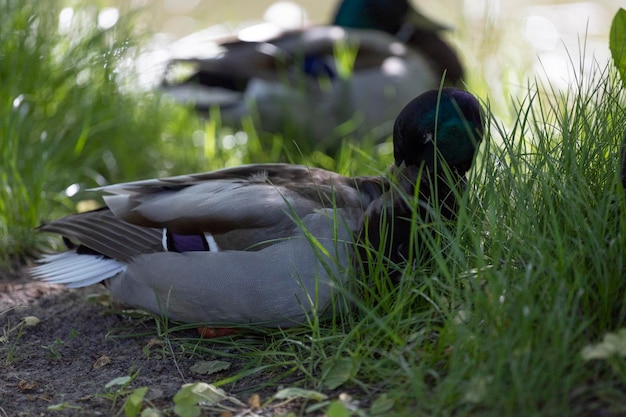 A duck is laying in the grass next to a pond.