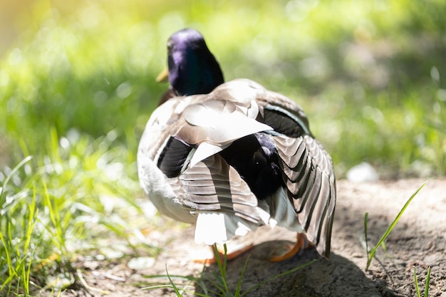 A duck is standing on the grass and the back is blue and white.