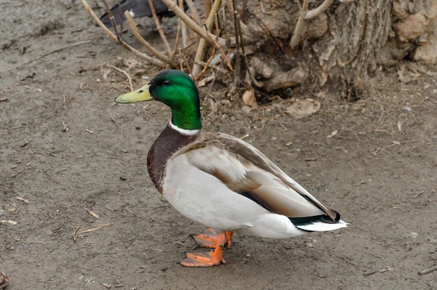 The duck is standing on the shore of the lake.