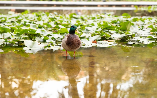 The duck is standing in the water Wild bird in the lake Place for text