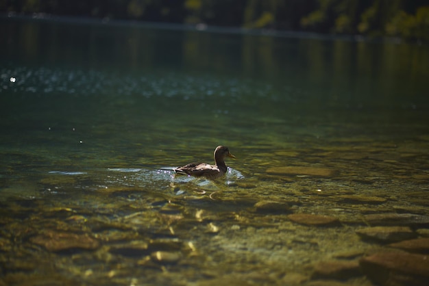 A duck is swimming in a mountain lake Concept of a peaceful and tranquil vacation in the mountains of Europe