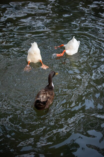 Photo a duck is swimming in a pond with another duck behind it.