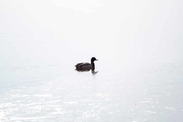 A duck is swimming in the water with the sun shining on it.