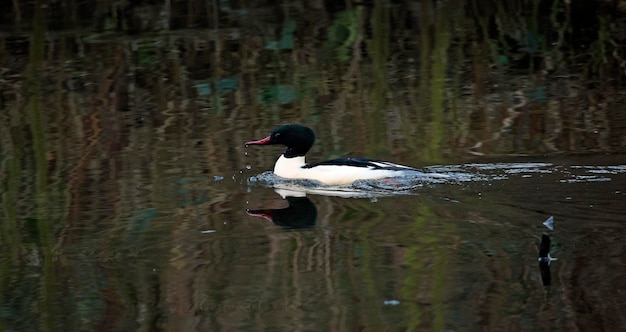 A duck is swimming in the water