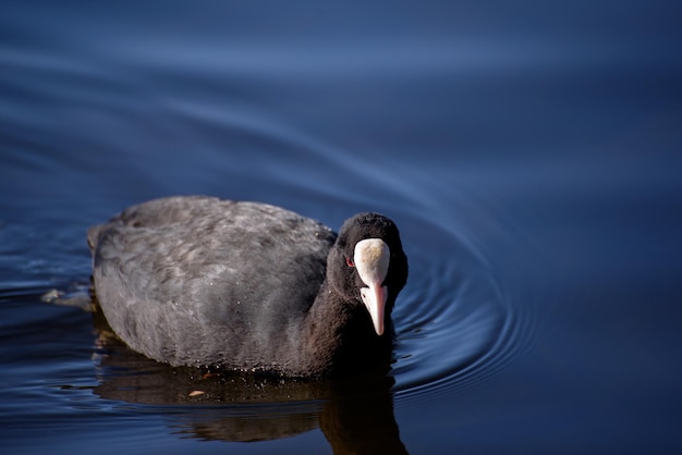 A duck is swimming in the water