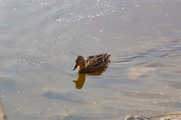 A duck is swimming in the water