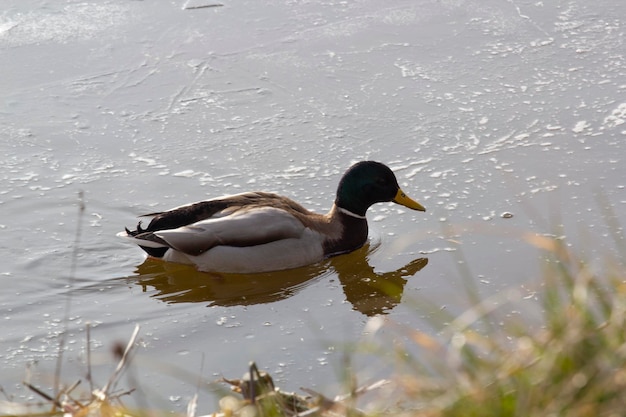 A duck is swimming in the water