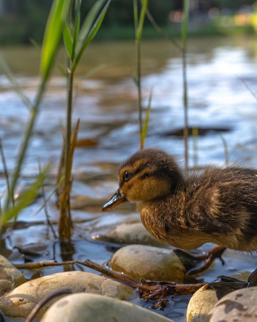 Photo a duck is walking on the rocks