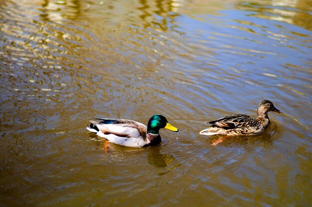 Photo a duck and its mate are swimming in the water.