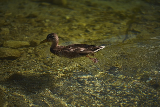 Photo duck at the lake wild duck swimming in the lake in the mountains animal at the morskie oko lake in poland europe